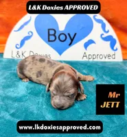 Mr Jett Dapple , a male Miniature Dachshund for sale in Arapahoe, CO – Photo 2 of 10