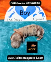 Mr Jett Dapple , a male Miniature Dachshund for sale in Arapahoe, CO – Photo 3 of 10