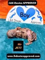 Mr Jett Dapple , a male Miniature Dachshund for sale in Arapahoe, CO – Photo 6 of 10