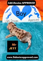 Mr Jett Dapple , a male Miniature Dachshund for sale in Arapahoe, CO – Photo 9 of 10