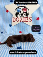 Miss Jaycee , a female Miniature Dachshund for sale in Arapahoe, CO – 2 of 10