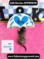 Mr Kantor 785-821-1920, a male Miniature Dachshund for sale in Arapahoe, CO – 8 of 10