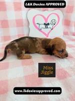 Miss Jiggle, a female Miniature Dachshund for sale in Arapahoe, CO – 9 of 9