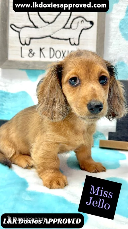 Miss Jello LH  – Miniature Dachshund puppy for sale in Arapahoe, CO