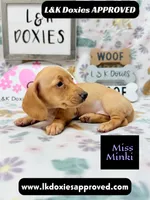 Miss Minki, a female Miniature Dachshund for sale in Arapahoe, CO – 4 of 10