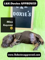 Miss Kaycee 785-821-1920, a female Miniature Dachshund for sale in Arapahoe, CO – 2 of 10