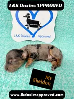 Mr Sheldon 785-821-1920, a male Miniature Dachshund for sale in Arapahoe, CO – 4 of 9