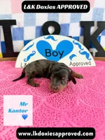 Mr Kantor 785-821-1920, a male Miniature Dachshund for sale in Arapahoe, CO – 9 of 10