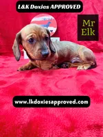 Mr Elk NON DAPPLE GUY, a male Miniature Dachshund for sale in Arapahoe, CO – 1 of 10