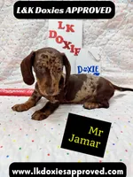 Mr Jamar 💙, a male Miniature Dachshund for sale in Arapahoe, CO – 8 of 8