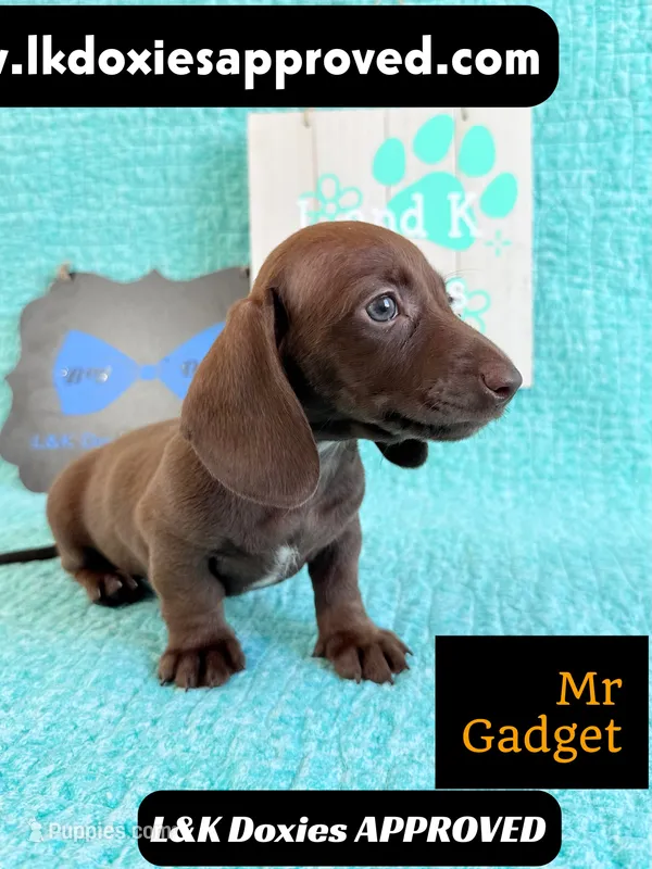 Mr Gadget SH ❤️ – Miniature Dachshund puppy for sale in Arapahoe, CO