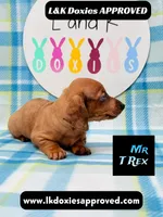 Mr T Rex, a male Miniature Dachshund for sale in Arapahoe, CO – 2 of 10