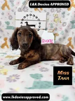Miss Tana, a female Miniature Dachshund for sale in Arapahoe, CO – 2 of 10