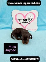 Miss Jaycee , a female Miniature Dachshund for sale in Arapahoe, CO – 3 of 10