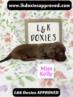 Miss Kelly 785-821-1920 LH, a female Miniature Dachshund for sale in Arapahoe, CO – 9 of 10