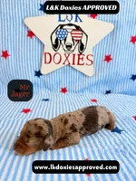 Me Jager, a male Miniature Dachshund for sale in Arapahoe, CO – 3 of 9