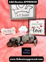 Miss Sasha Dapple LH , a female Miniature Dachshund for sale in Arapahoe, CO – 5 of 10