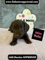 Miss Kelsi 785-821-1920, a female Miniature Dachshund for sale in Arapahoe, CO – 6 of 10