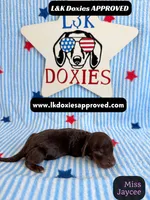 Miss Jaycee , a female Miniature Dachshund for sale in Arapahoe, CO – 3 of 10