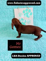 Mr Gomez SH , a male Miniature Dachshund for sale in Arapahoe, CO – 9 of 10