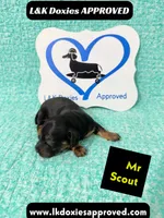 Mr Scout 785-821-1920, a male Miniature Dachshund for sale in Arapahoe, CO – 4 of 10