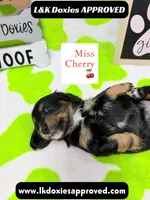 Miss Cherry 🍒LH 785-821-1920, a female Miniature Dachshund for sale in Arapahoe, CO – 9 of 10