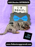 Mr Alfie 795-821-1920, a male Miniature Dachshund for sale in Arapahoe, CO – 1 of 10