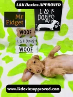 Mr Fidget, a male Miniature Dachshund for sale in Arapahoe, CO – 5 of 10