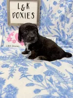 Mr Travi Blk NO AKC 💙, a male Miniature Dachshund for sale in Arapahoe, CO – 9 of 9