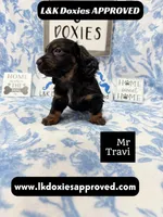 Mr Travi Blk NO AKC 💙, a male Miniature Dachshund for sale in Arapahoe, CO – 2 of 9