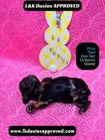 Mr Travi Blk NO AKC , a male Miniature Dachshund for sale in Arapahoe, CO – Photo 10 of 10
