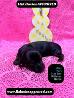 Mr Travi Blk NO AKC , a male Miniature Dachshund for sale in Arapahoe, CO – Photo 2 of 10