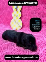 Mr Travi Blk NO AKC , a male Miniature Dachshund for sale in Arapahoe, CO – Photo 6 of 10