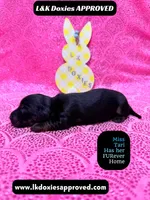 Mr Travi Blk NO AKC , a male Miniature Dachshund for sale in Arapahoe, CO – Photo 4 of 10
