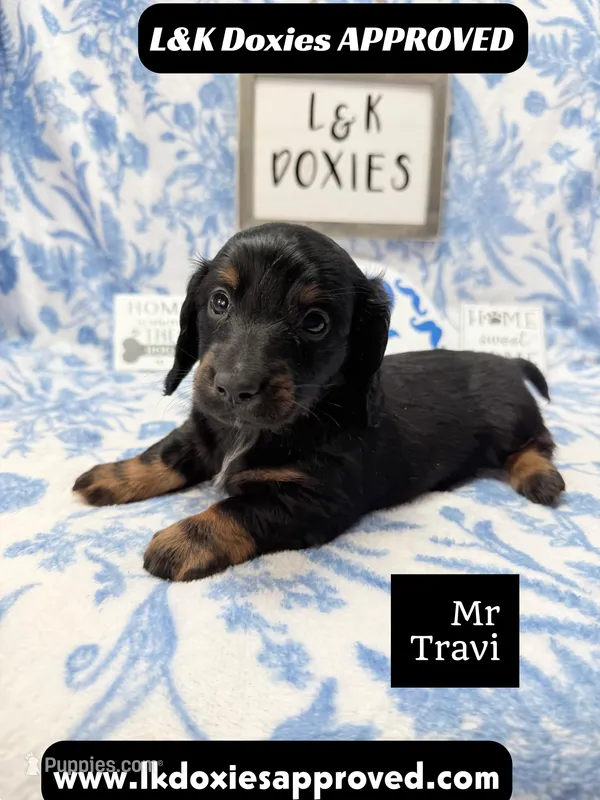Mr Travi Blk NO AKC  – Miniature Dachshund puppy for sale in Arapahoe, CO