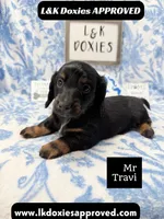 Mr Travi Blk NO AKC 💙, a male Miniature Dachshund for sale in Arapahoe, CO – 1 of 9