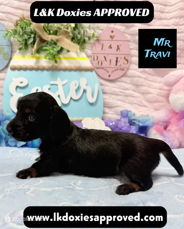 Mr Travi Blk NO AKC  – Miniature Dachshund puppy for sale in Arapahoe, CO