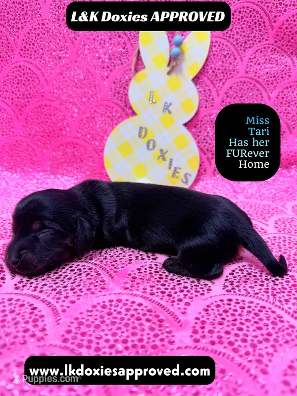 Mr Travi Blk NO AKC  – Miniature Dachshund puppy for sale in Arapahoe, CO