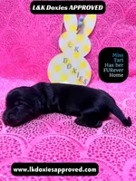 Mr Travi Blk NO AKC , a male Miniature Dachshund for sale in Arapahoe, CO – Photo 1 of 10