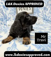 Mr Travi Blk NO AKC 💙, a male Miniature Dachshund for sale in Arapahoe, CO – 5 of 9