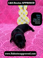 Mr Travi Blk NO AKC , a male Miniature Dachshund for sale in Arapahoe, CO – Photo 5 of 10