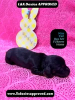 Mr Travi Blk NO AKC , a male Miniature Dachshund for sale in Arapahoe, CO – Photo 3 of 10