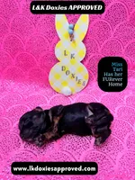 Mr Travi Blk NO AKC , a male Miniature Dachshund for sale in Arapahoe, CO – Photo 9 of 10