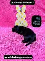 Mr Travi Blk NO AKC , a male Miniature Dachshund for sale in Arapahoe, CO – Photo 7 of 10