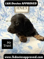 Mr Travi Blk NO AKC 💙, a male Miniature Dachshund for sale in Arapahoe, CO – 3 of 9