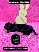 Mr Travi Blk NO AKC , a male Miniature Dachshund for sale in Arapahoe, CO – Photo 8 of 10
