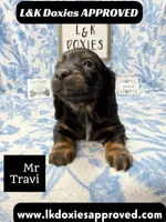 Mr Travi Blk NO AKC 💙, a male Miniature Dachshund for sale in Arapahoe, CO – 6 of 9