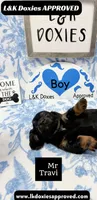 Mr Travi Blk NO AKC 💙, a male Miniature Dachshund for sale in Arapahoe, CO – 8 of 9