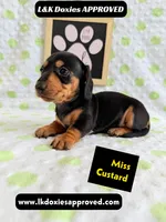 Miss Custard 785-821-1920 SH , a female Miniature Dachshund for sale in Arapahoe, CO – 8 of 10