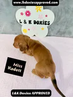 Miss Kadett 785-821-1920, a female Miniature Dachshund for sale in Arapahoe, CO – 10 of 10